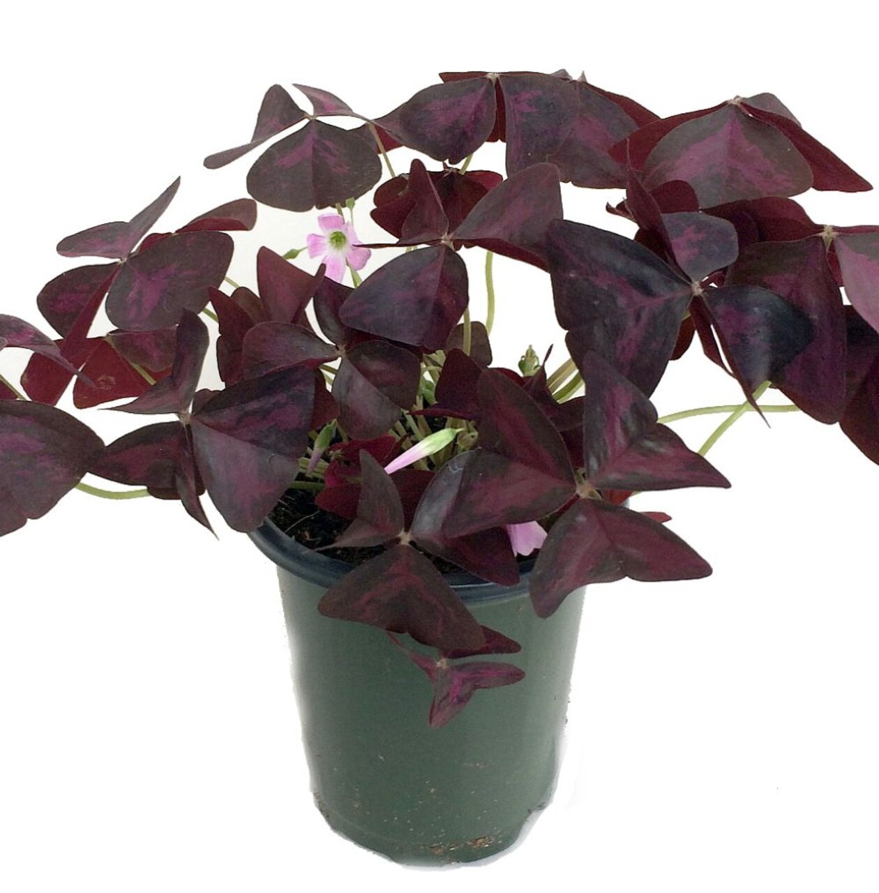 Rare Purple Rain Shamrock Plant - Easy Houseplant - Oxalis - 6" Pot